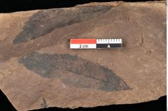 Foto (Detailsansicht) von Quercus palaeoilex Ettingshausen (NHMW-GEO-2024-0188-0848)